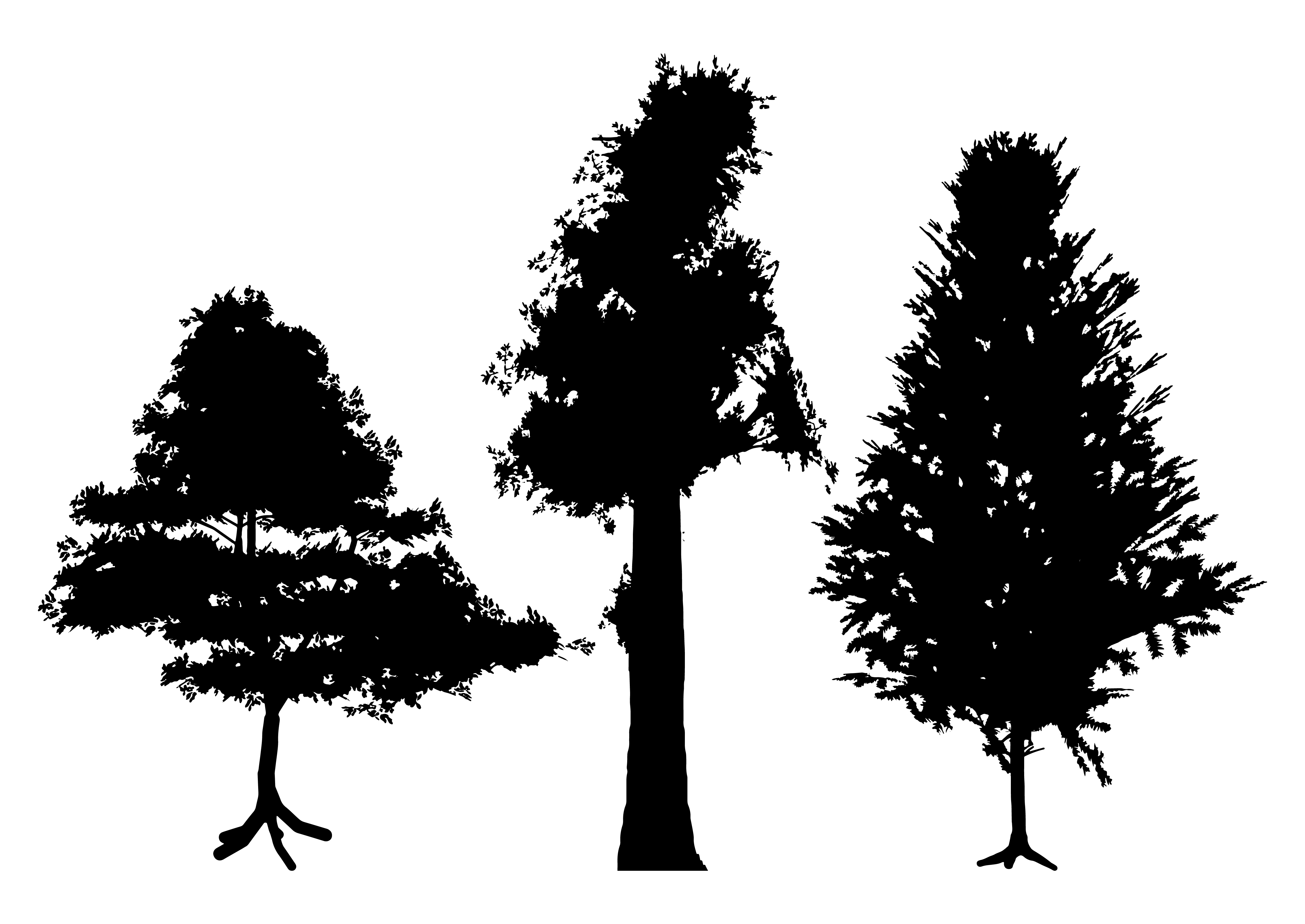 25863229_collection_of_three_tree_silhouettes_0104.jpg